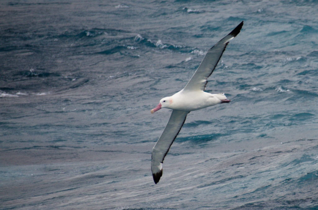 how long can a wandering albatross fly non stop