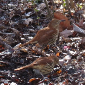 Brown Thrashers looking for food in leaf litter