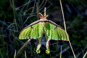 Photo of adult luna moth