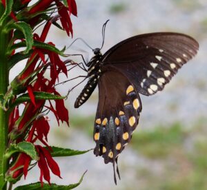 Spicebush Swallowtail butterfly on Lobelia plant