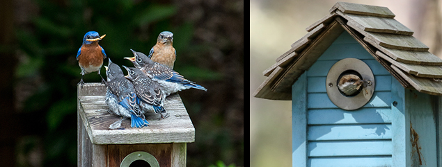Photo of Eastern bluebirds feeding 3 chicks on top of nest box, and brown-headed nuthatch peeking out of nest box with insect in its mouth.