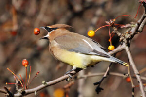 Cedar Waxwing eating a red berry. Photo by Erik Eckholm.